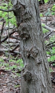 face tree