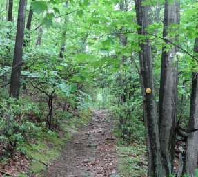 Wilkinson Memorial Trail