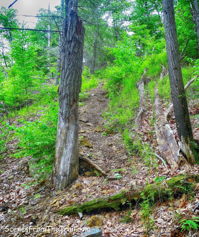 Pine Swamp Mine trail