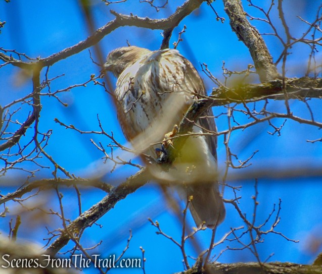 Red-tailed Hawk - Pocantico Lakes County Park