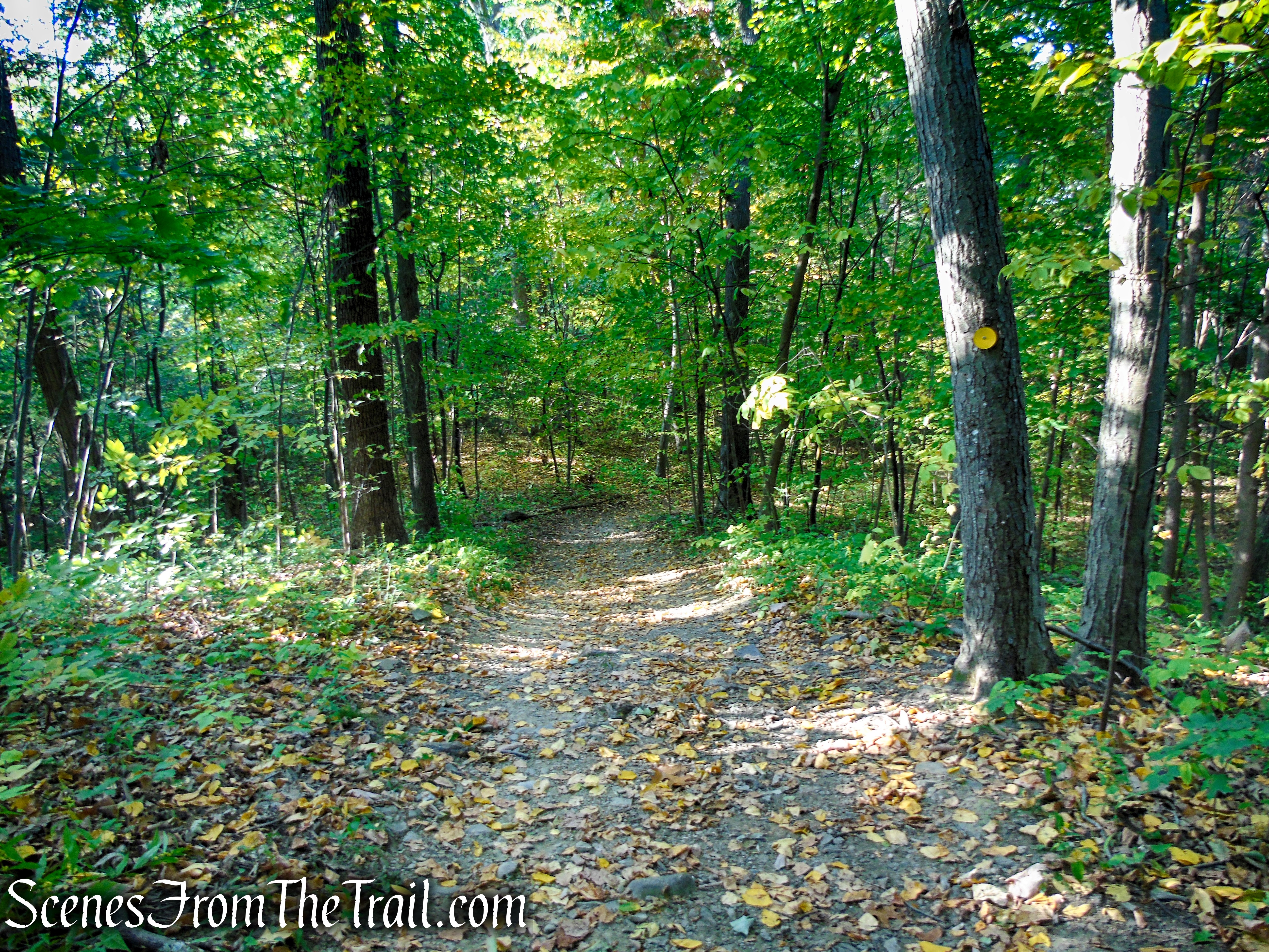 Yellow Circle Trail - Ferncliff Forest