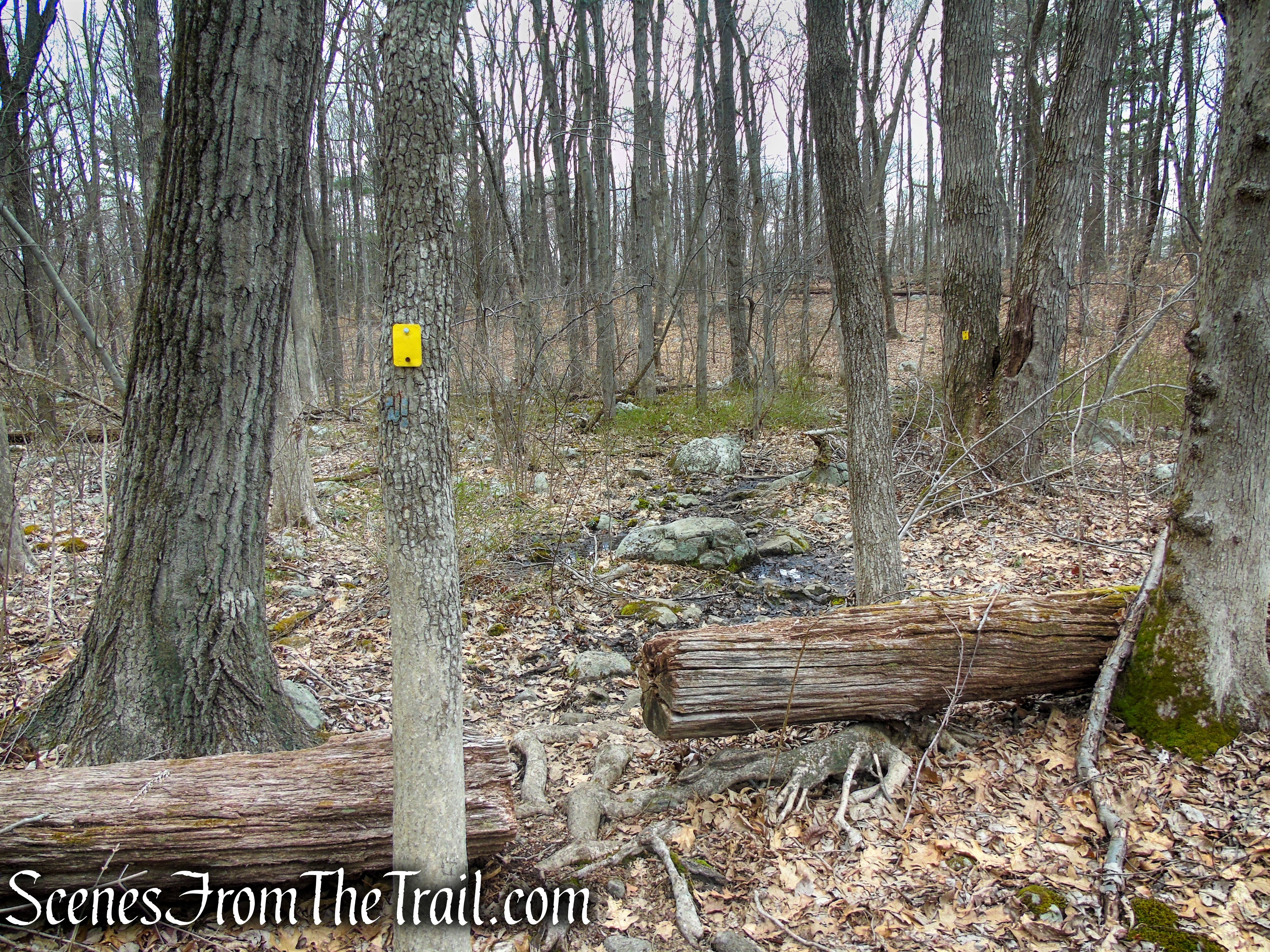 Cooper Union Trail – Ringwood State Park