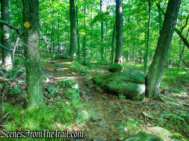 Yellow Trail - Granite Mountain Preserve
