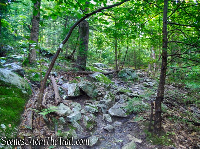 Scenic Trail - Black Rock Forest