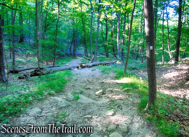 Castle Loop Trail – Ramapo Mountain State Forest