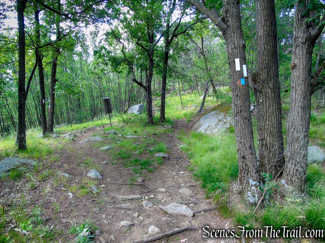 Continue ahead on the Timp-Torne Trail