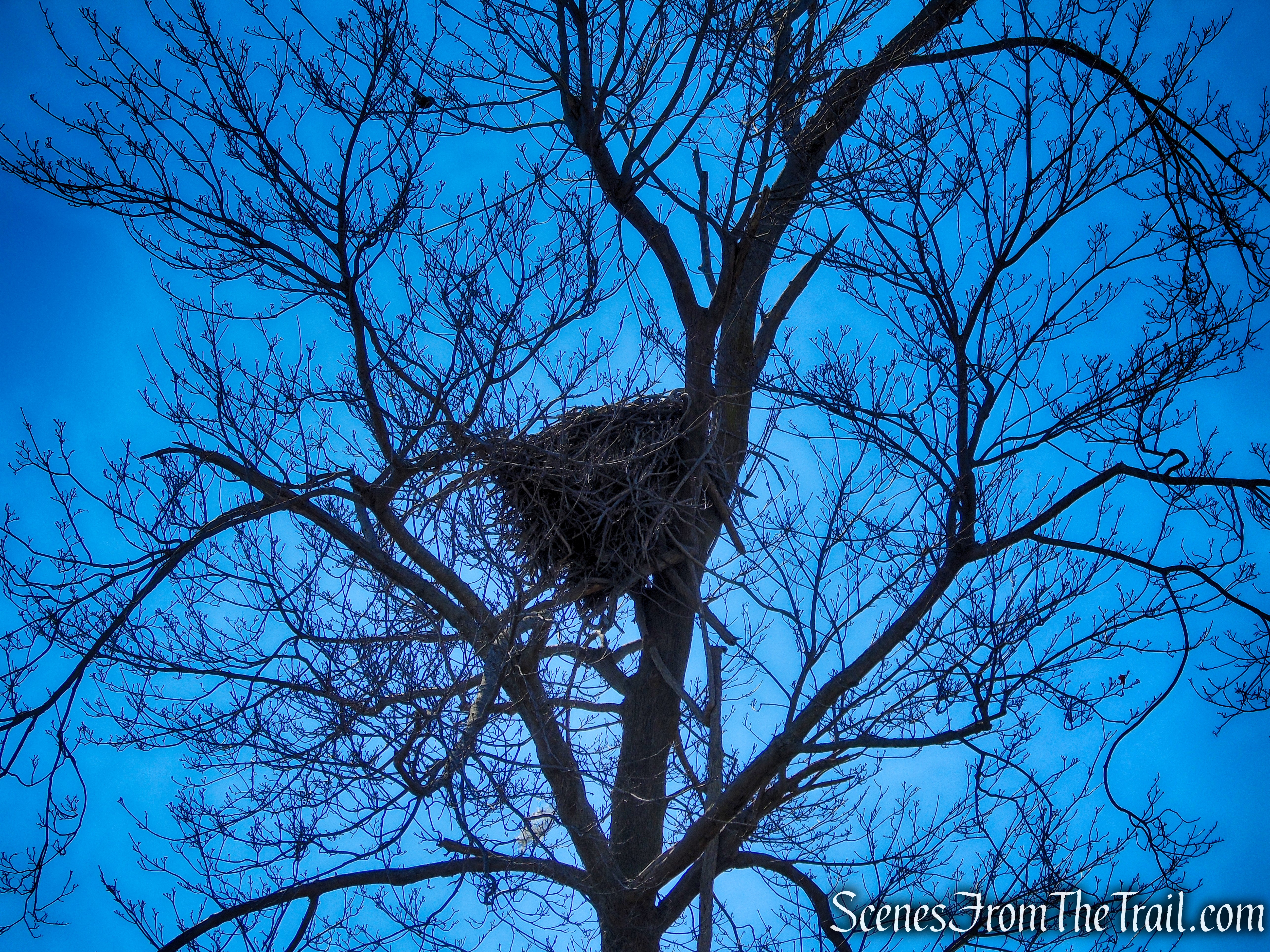 large nest in a tree - Charles Island