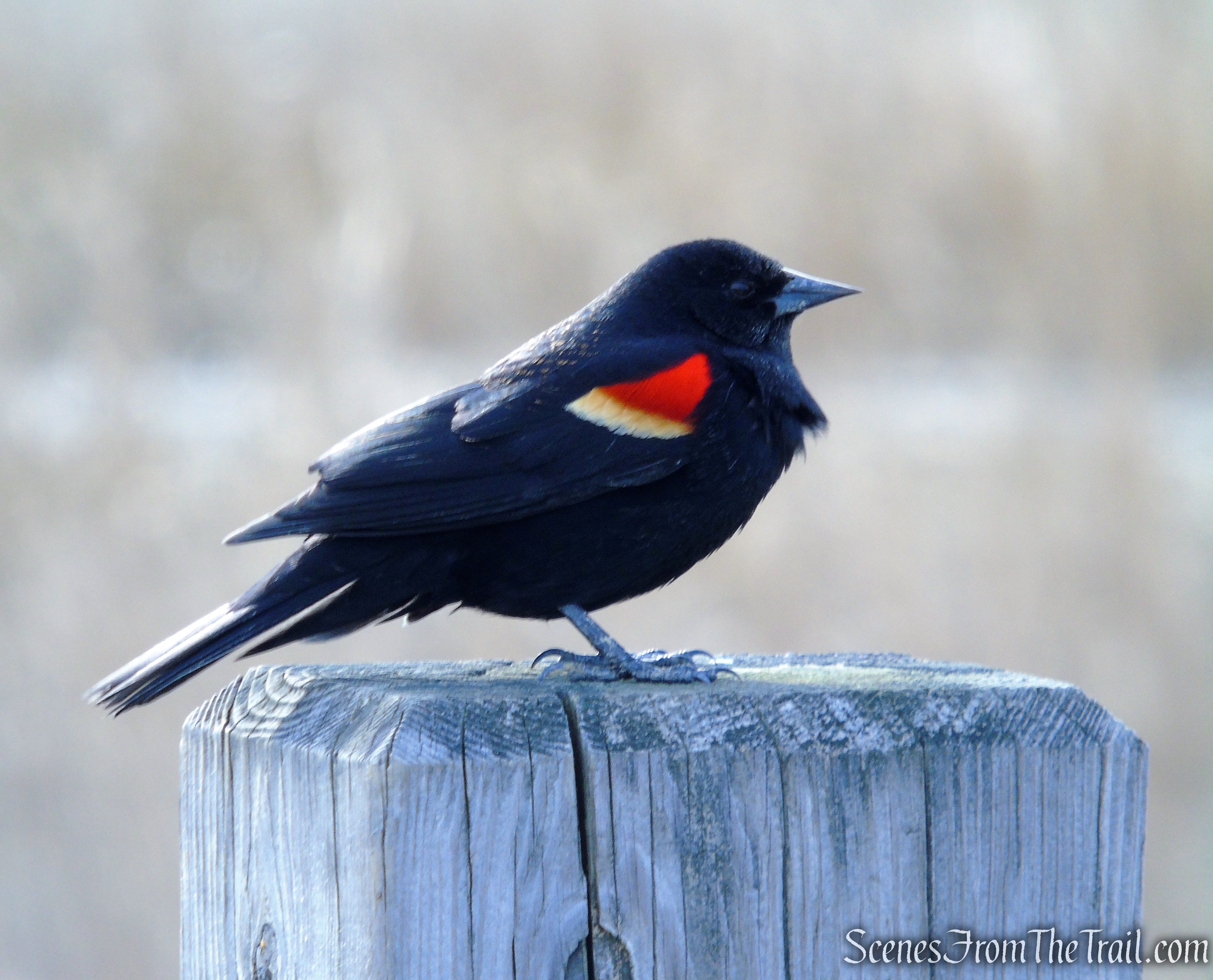 Red-winged Blackbird - Silver Sands State Park